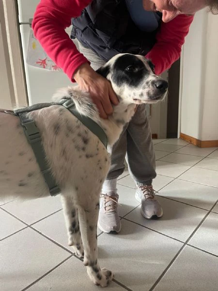 Cucciola simil Setter/Border Collie di 10 mesi cerca casa | Foto 1