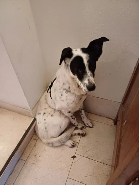 Cucciola simil Setter/Border Collie di 10 mesi cerca casa | Foto 0