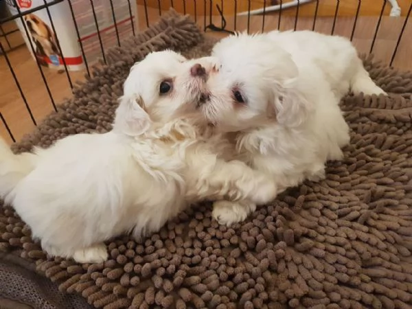 cuccioli di maltesi mini toy. 