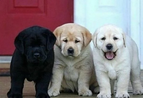 regalo cucciolata di labrador retriever