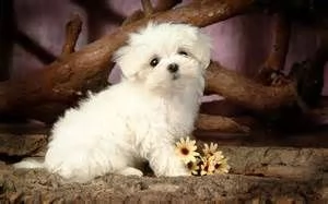 regalo maltese toy cuccioli disponibile per l'adozione