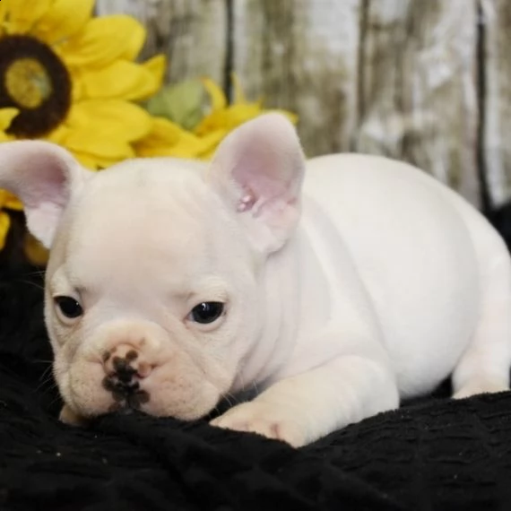 regalo cucciolata di bouledogue francese,