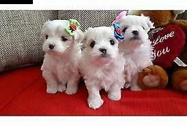 splendido cucciolo di maltese