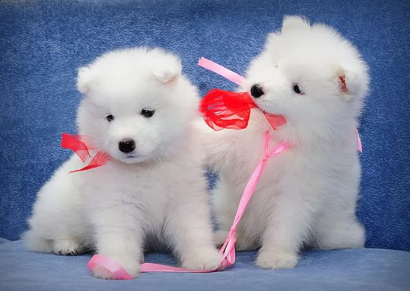 vendita cucciolo samoiedo da esposizione figlia di campioni esteri