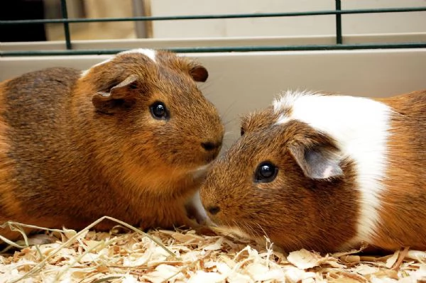 cavie porcellini d'india maschi us teddy 