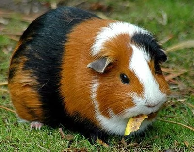 cavie porcellini d'india maschi us teddy  | Foto 0