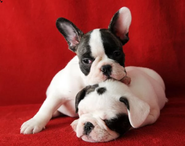 regalo cuccioli di bulldog frances