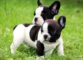 regalo cuccioli di bulldog frances | Foto 0