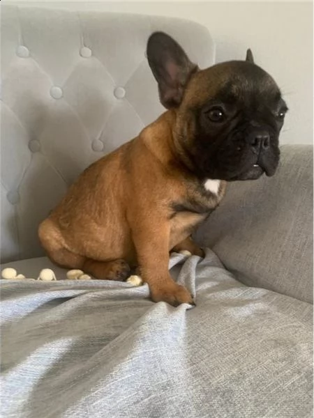 cuccioli di bulldog francese 