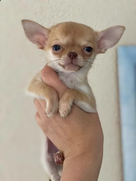 stupendo cucciolo chihuahua toy