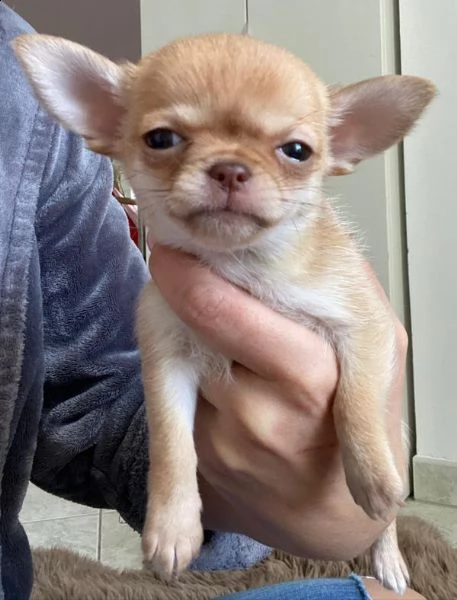 piccoli cuccioli di chihuahua toy