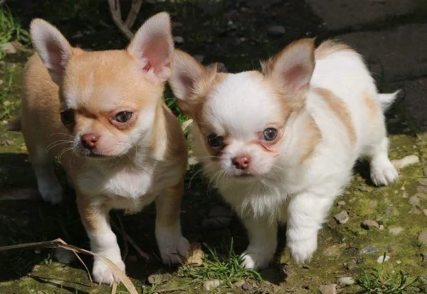 cuccioli di chihuahua taglia piccola