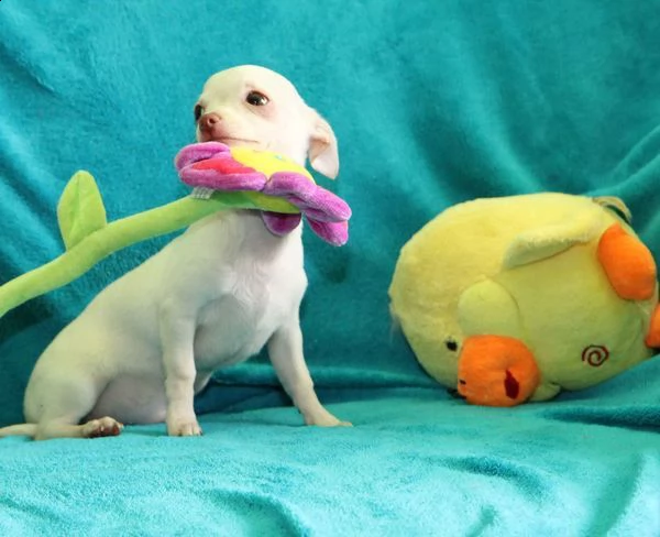 vendo cuccioli di chihuahua toy