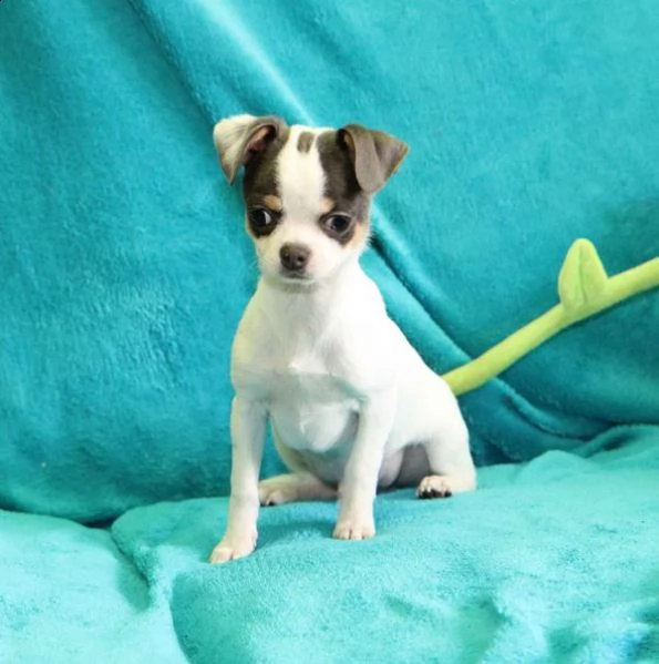cuccioli mini toy chihuahua toy