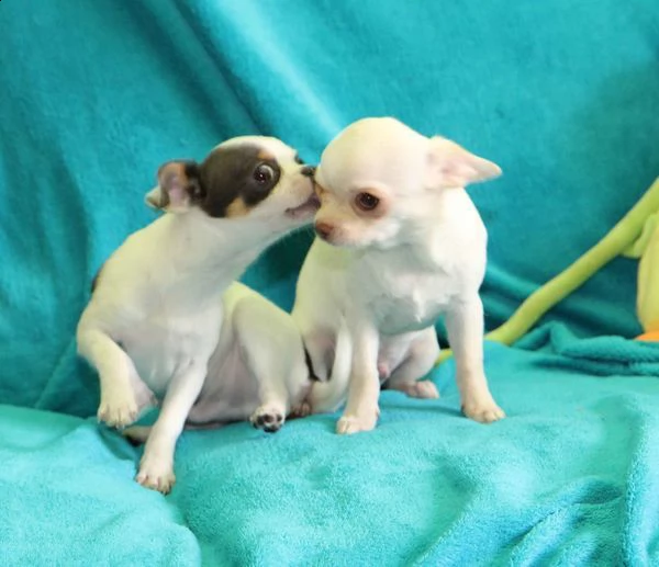 cucciolo chihuahua
