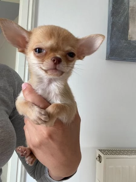 dolcissimi cuccioli di chihuahua toy 