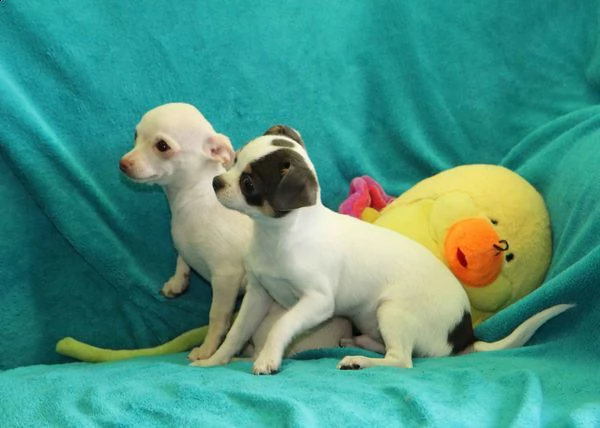 cuccioli di chihuahua mini mini toy