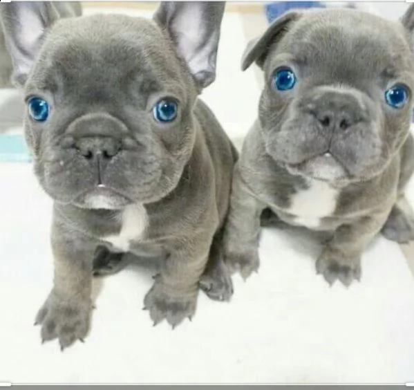 cucciola di bulldog francese