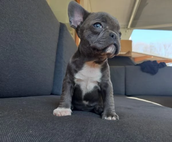 attenti al bulldog francese ;) cuccioli  | Foto 1