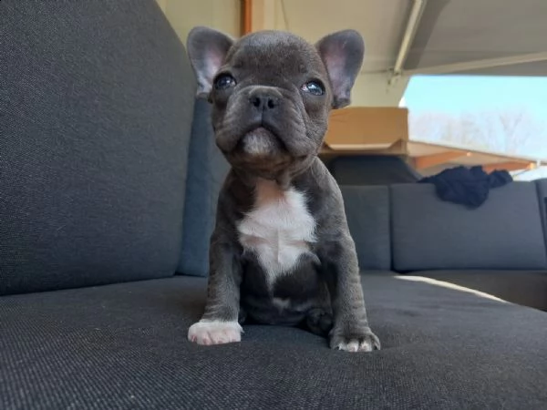 attenti al bulldog francese ;) cuccioli 