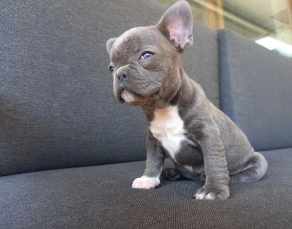 attenti al bulldog francese ;) cuccioli  | Foto 0