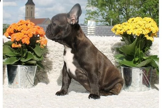 cuccioli di bulldog francese | Foto 2