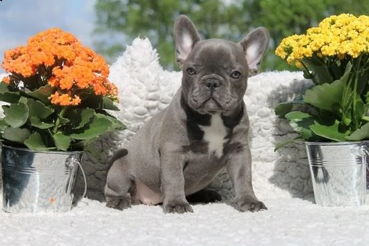 cuccioli di bulldog francese | Foto 1