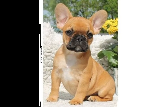 cuccioli di bulldog francese | Foto 0