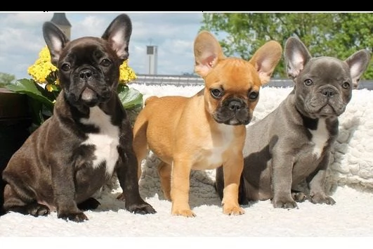 cuccioli di bulldog francese