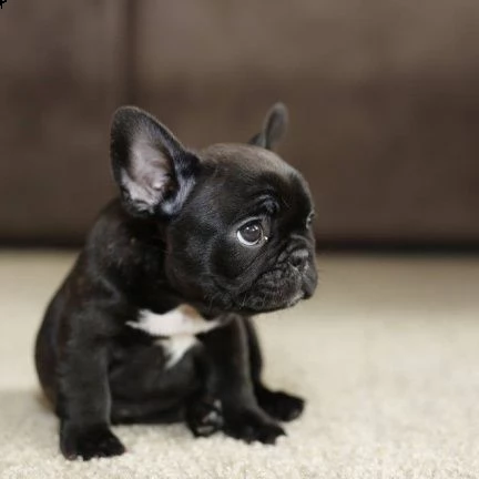 bulldog francese blu