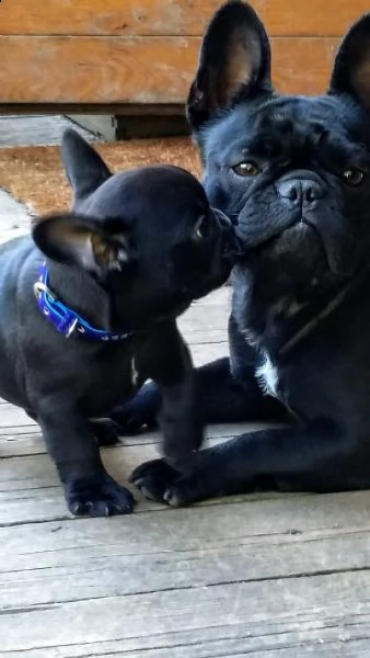bulldog francese blu | Foto 1