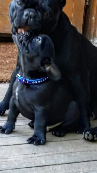 bulldog francese blu | Foto 0