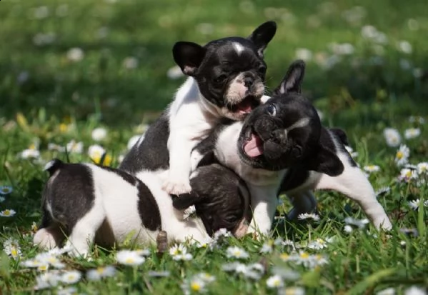 cuccioli di bulldog francese con pedigree enci