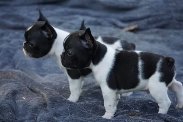 cuccioli di bulldog francese con pedigree enci | Foto 3