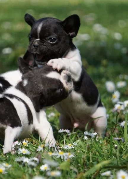cuccioli di bulldog francese con pedigree enci | Foto 2