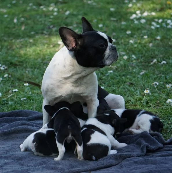 cuccioli di bulldog francese con pedigree enci | Foto 1