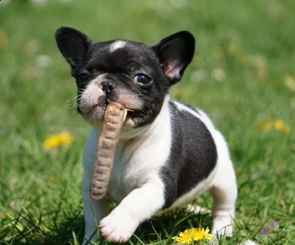cuccioli di bulldog francese con pedigree enci | Foto 0