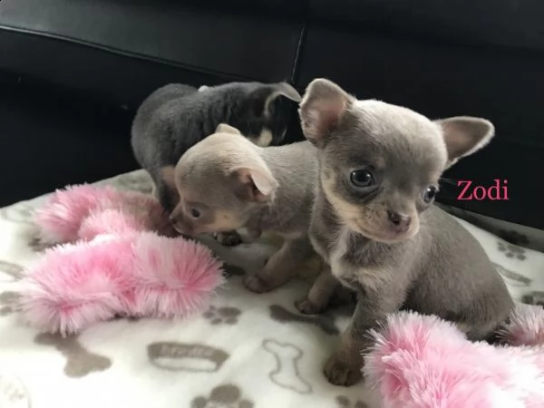 regalo cuccioli di chihuahua mini toy