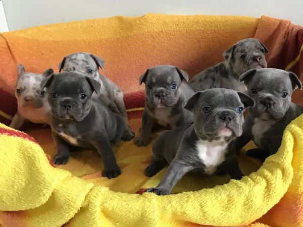cuccioli di bulldog francese | Foto 1