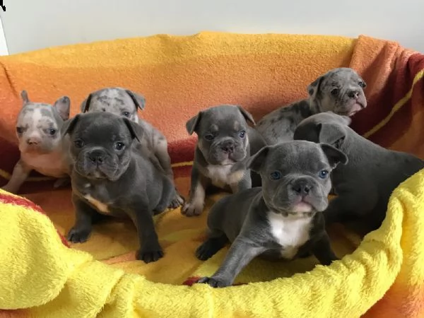 cuccioli di bulldog francese | Foto 0