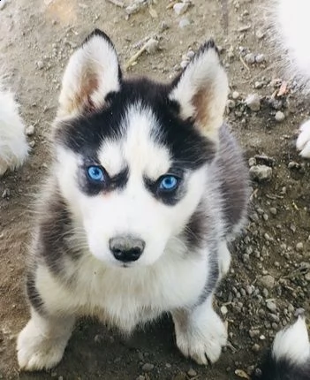 cuccioli husky siberiano