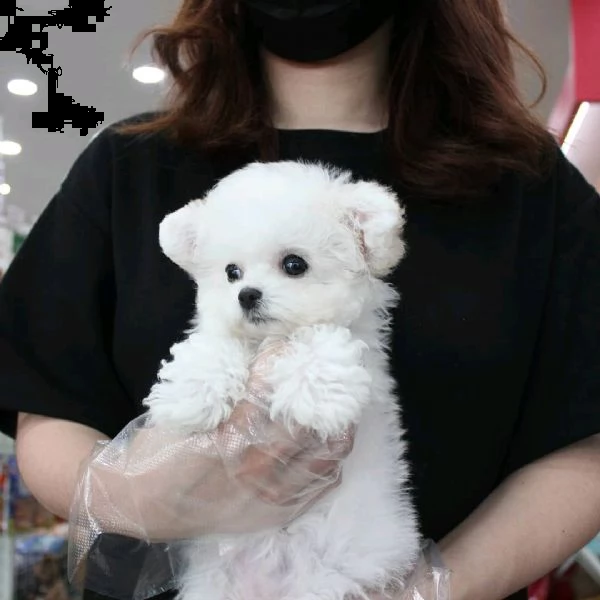 cucciolo maltese | Foto 0