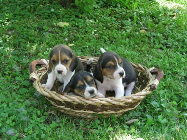 cucciolo di beagle