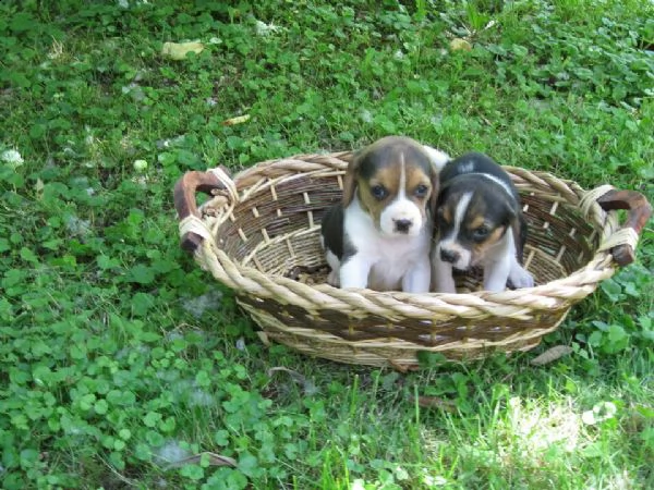 cucciolo di beagle | Foto 0