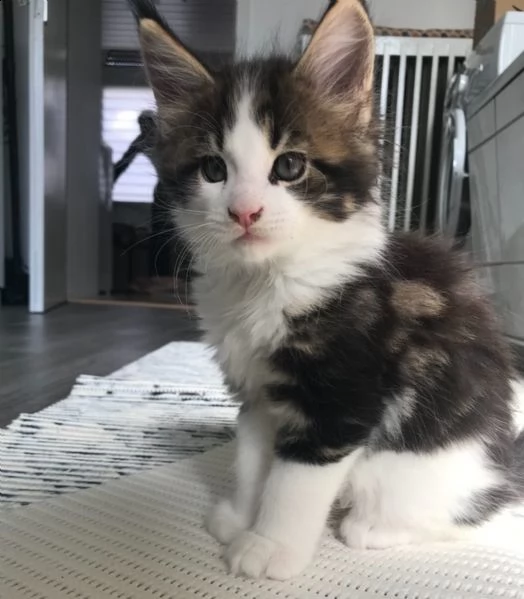 cuccioli di maine coon disponibili | Foto 2
