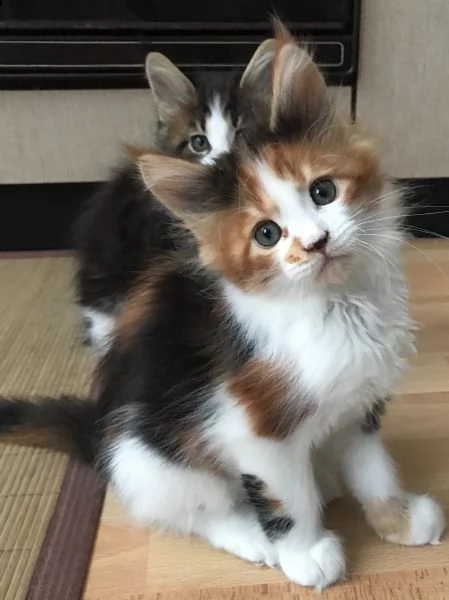 cuccioli di maine coon disponibili | Foto 1