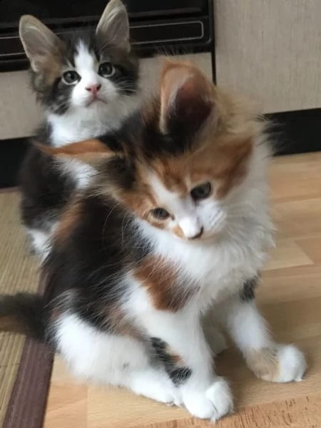 cuccioli di maine coon disponibili