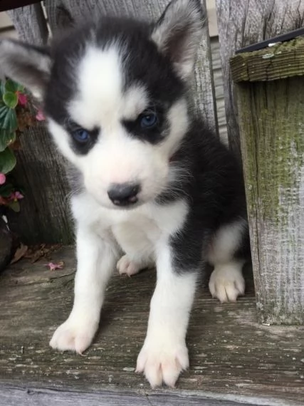 regalo cuccioli siberian husky maschio e femmina