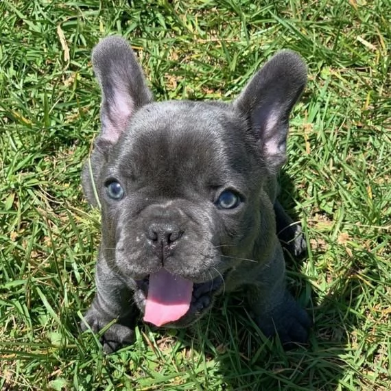 cuccioli di razza bulldog francese