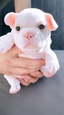 cuccioli di bulldog francese femmina, 